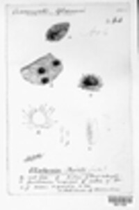 Gibbera myrtilli image